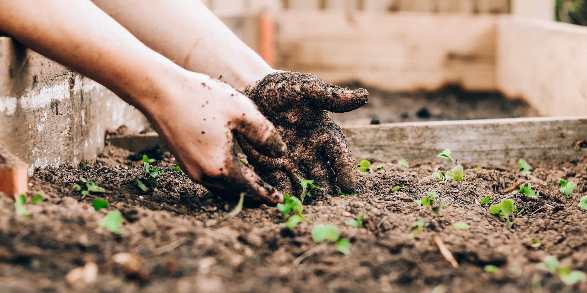 dirt-covered hands of someone tending to seedlings